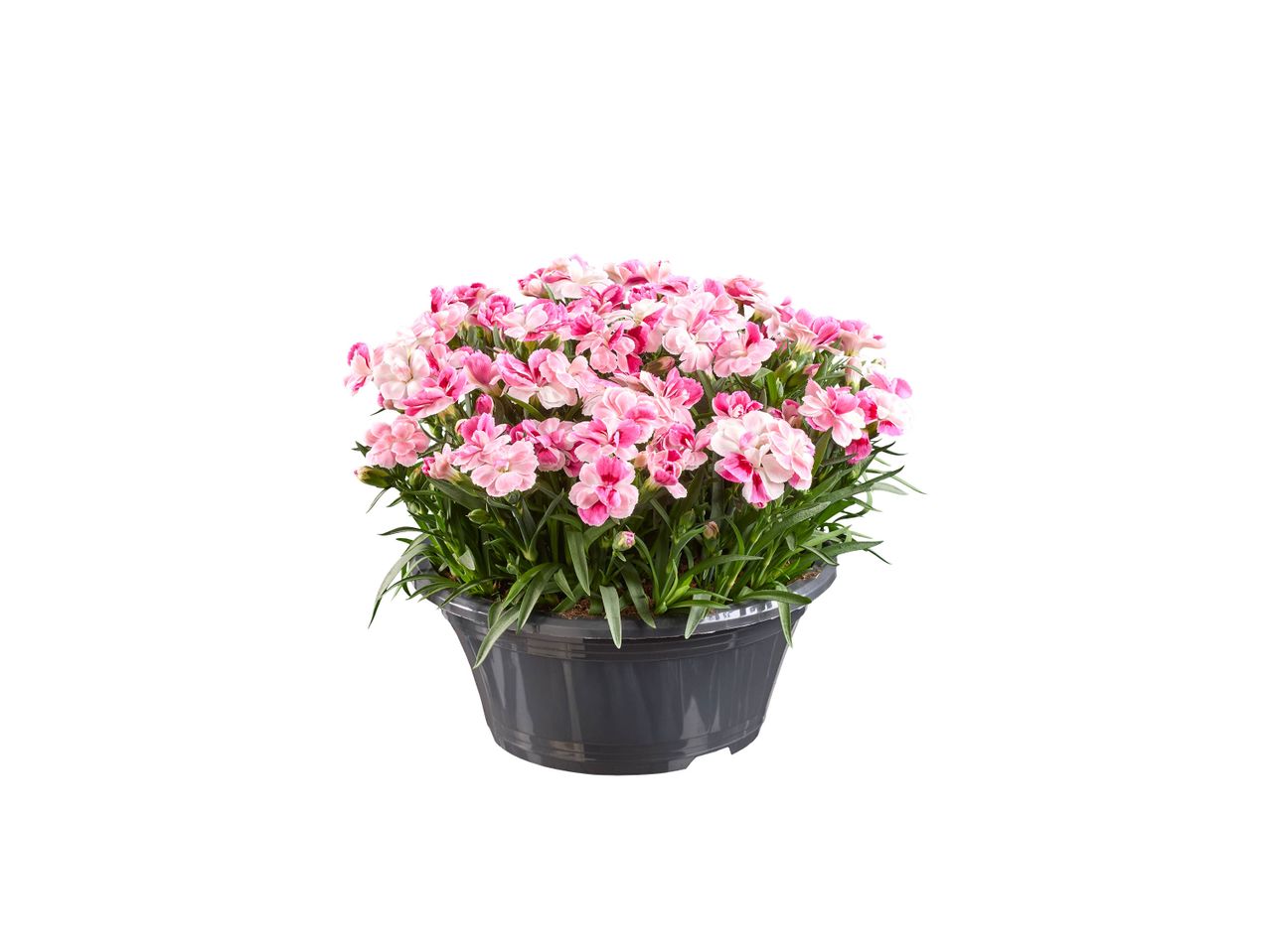 Pot de fleurs avec des œillets roses.