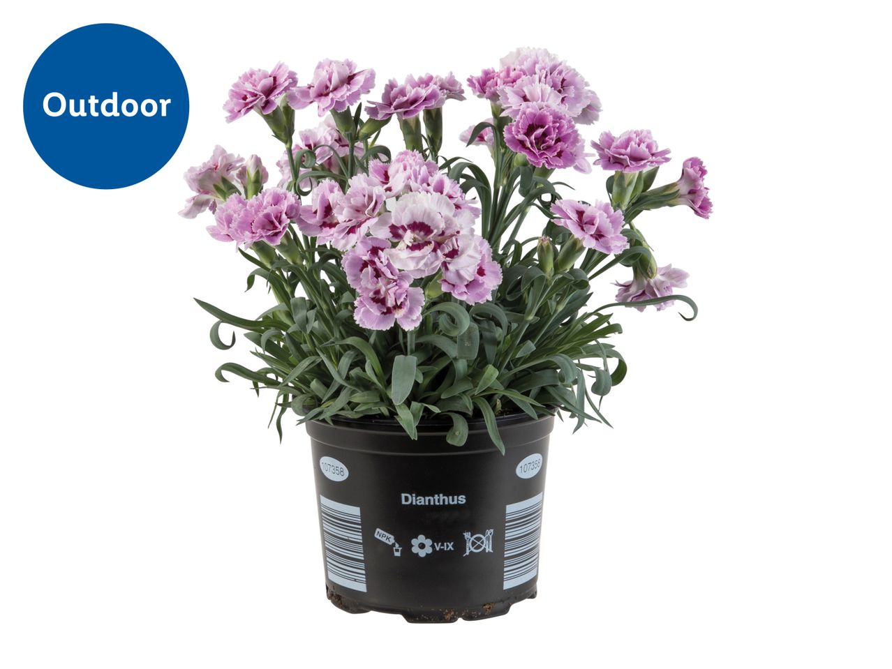 A pot of Dianthus 'Pink Kisses' from Qubist.