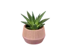 Petite plante succulente dans un pot rose.