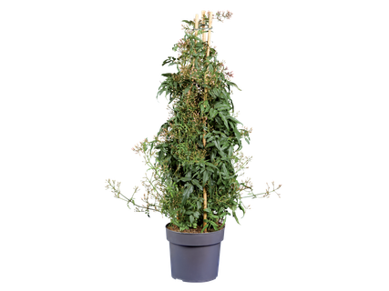 Jasmin Pyramide