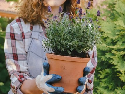 Lavendel