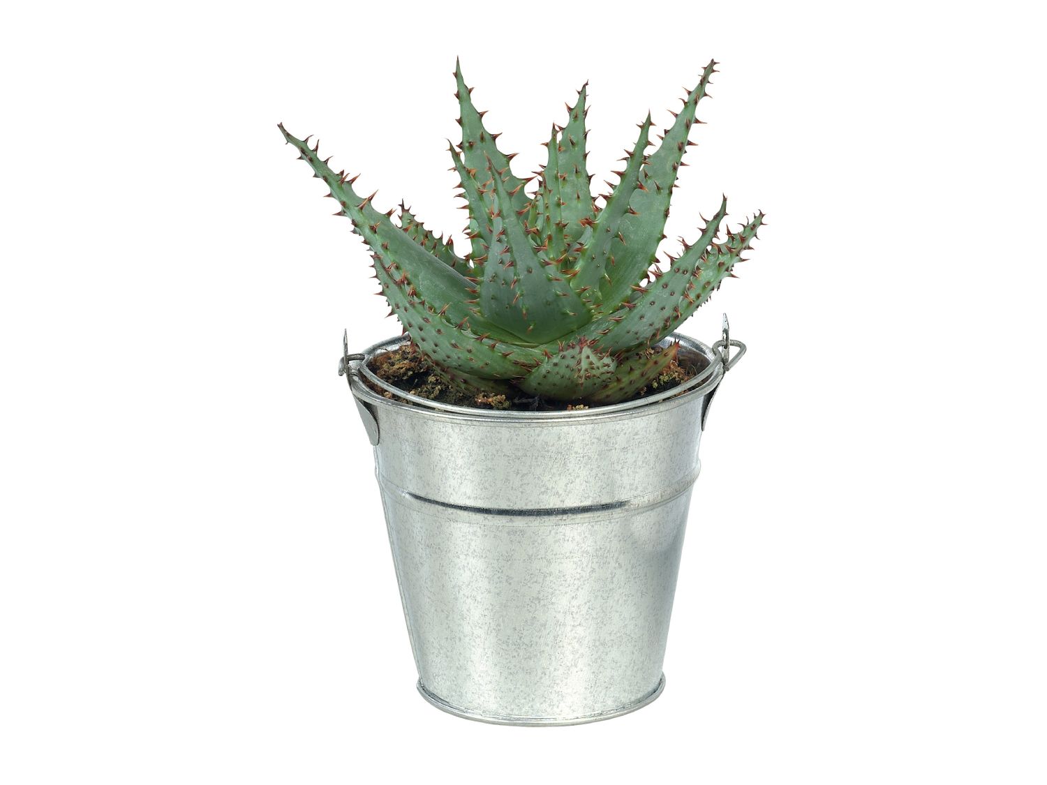 Cacti & Succulents in Zinc Bucket