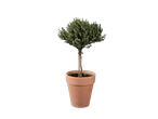 Thyme plant in a terracotta pot.