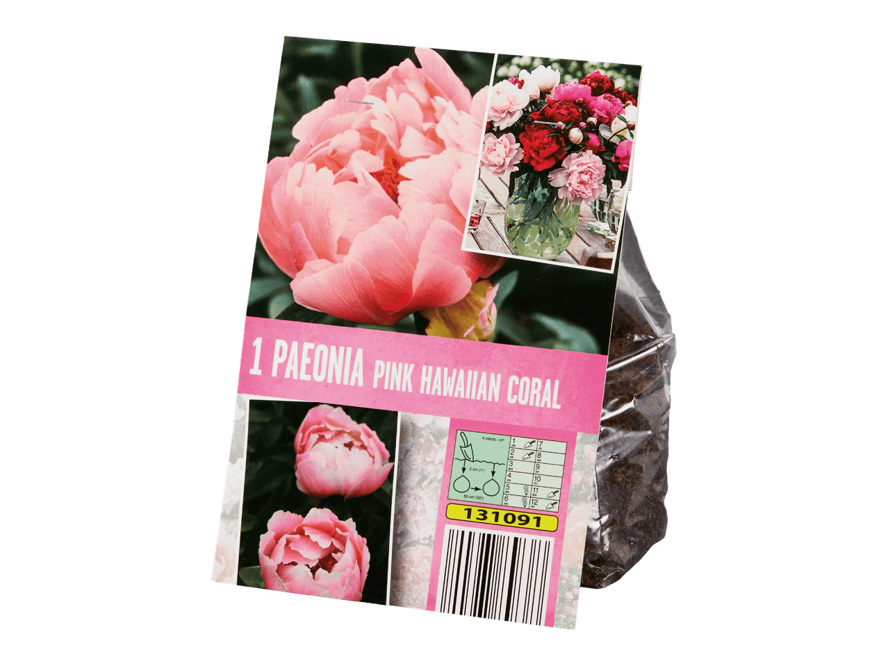 Paeonia Pink Hawaiian Coral -pioniperennan juurakko pakkauksessaan.