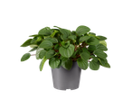 Weelderige groene kamerplant in een grijze pot