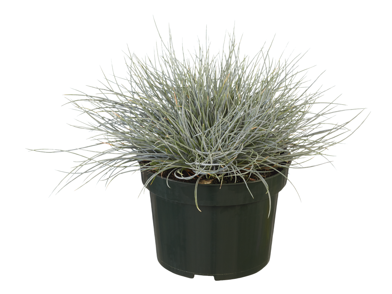 Zilvergras plant in een pot.