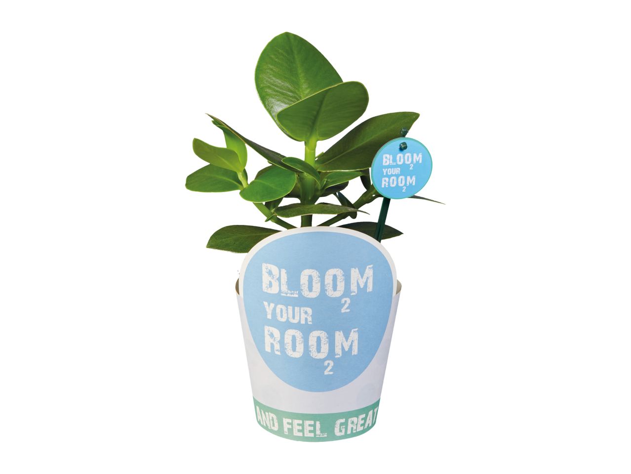 Small green plant in a white pot with blue text saying 'BLOOM YOUR ROOM' and a matching plant tag.