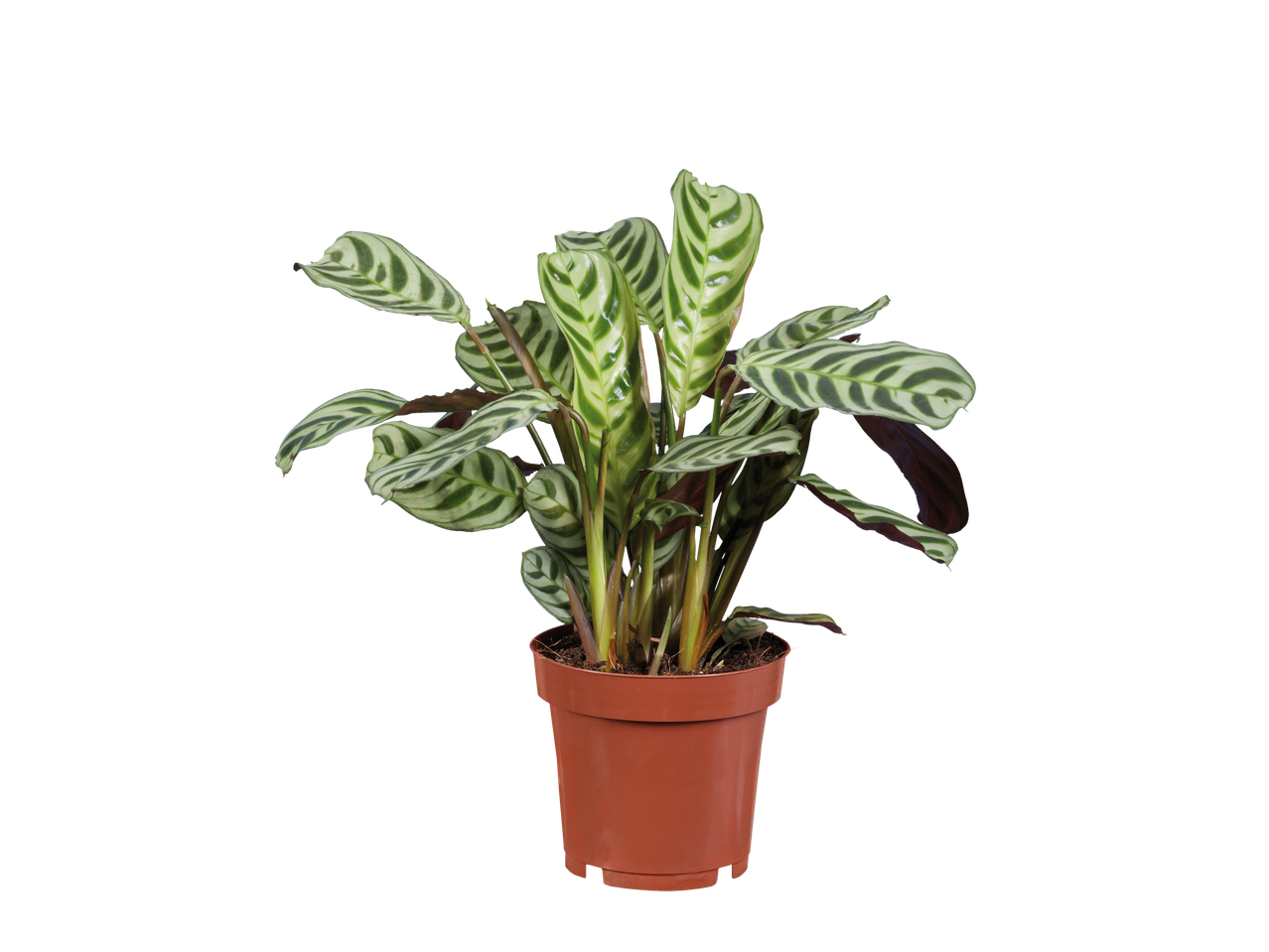 Planta Calathea listrada em vaso de barro.