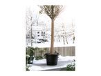 A potted tree with its trunk wrapped in protective burlap on a snowy patio.