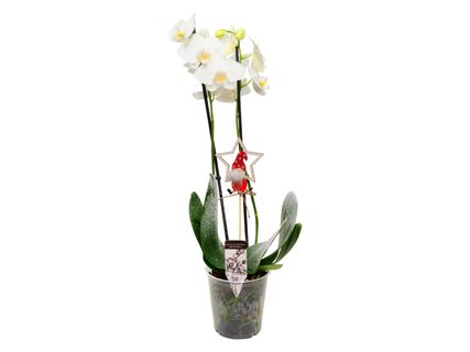 Ünnepi sokvirágú orchidea*