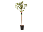 Zwarte bessenplant in pot.