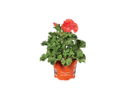 Pelargonium grandiflorum in een oranje pot.