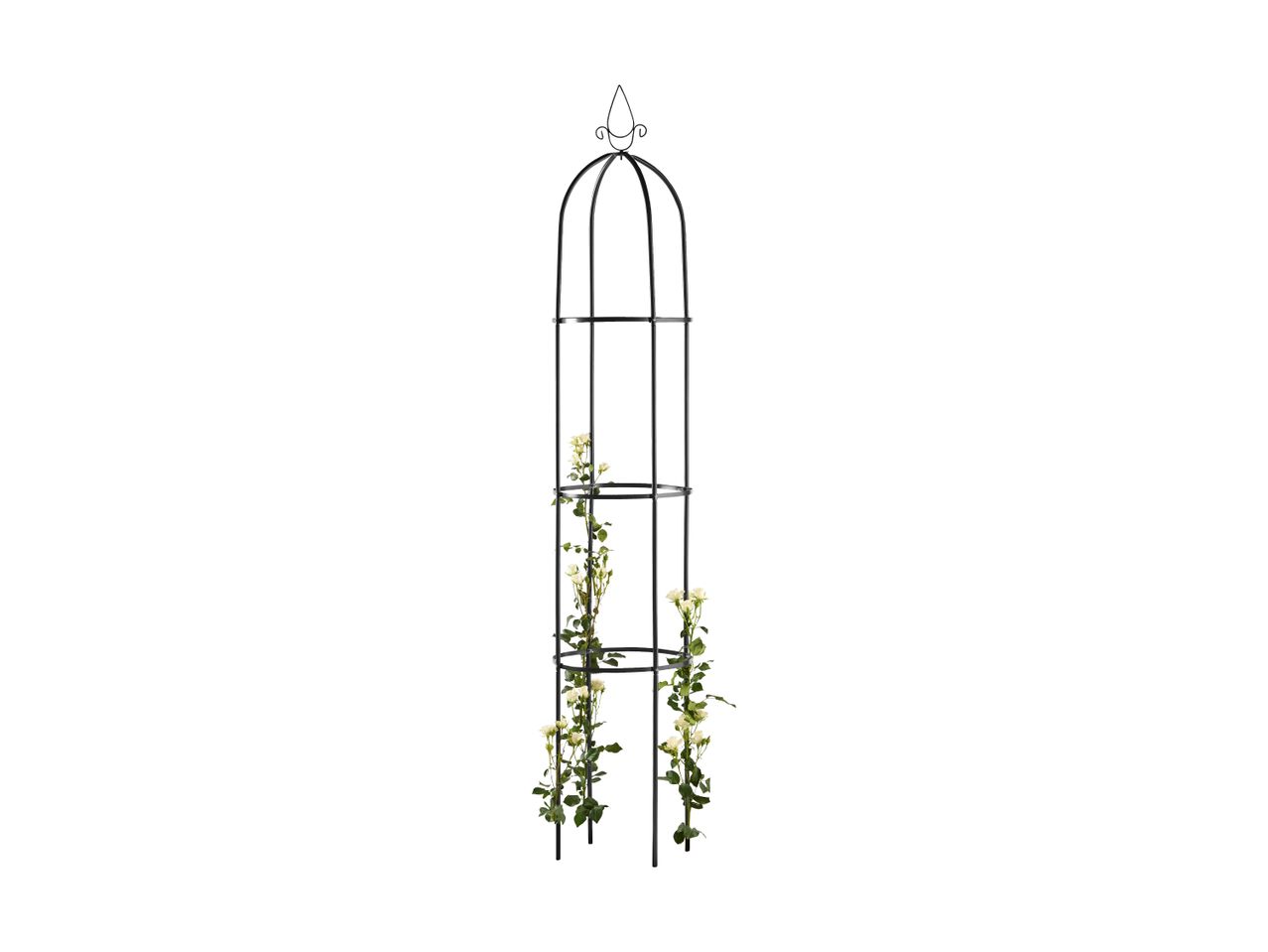 Black metal garden obelisk with white climbing roses