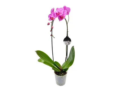 Pillangó orchidea Cascade*