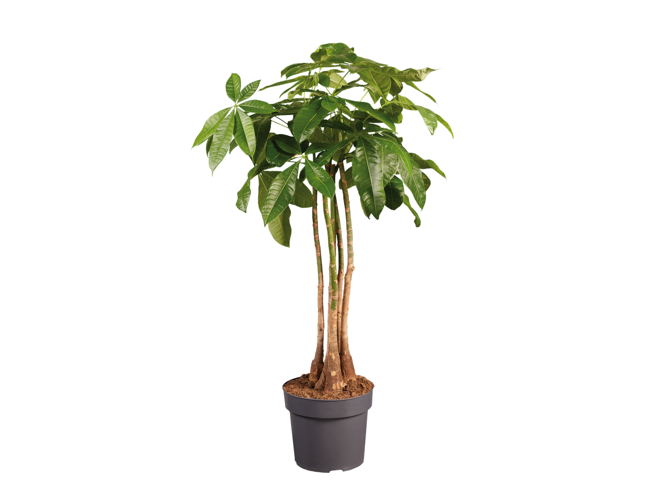 Exclusieve groene plant in een grijze pot met meerdere stammen en grote bladeren.