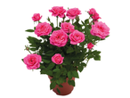 Potted mini rose plant with numerous vibrant pink blooms and green leaves.