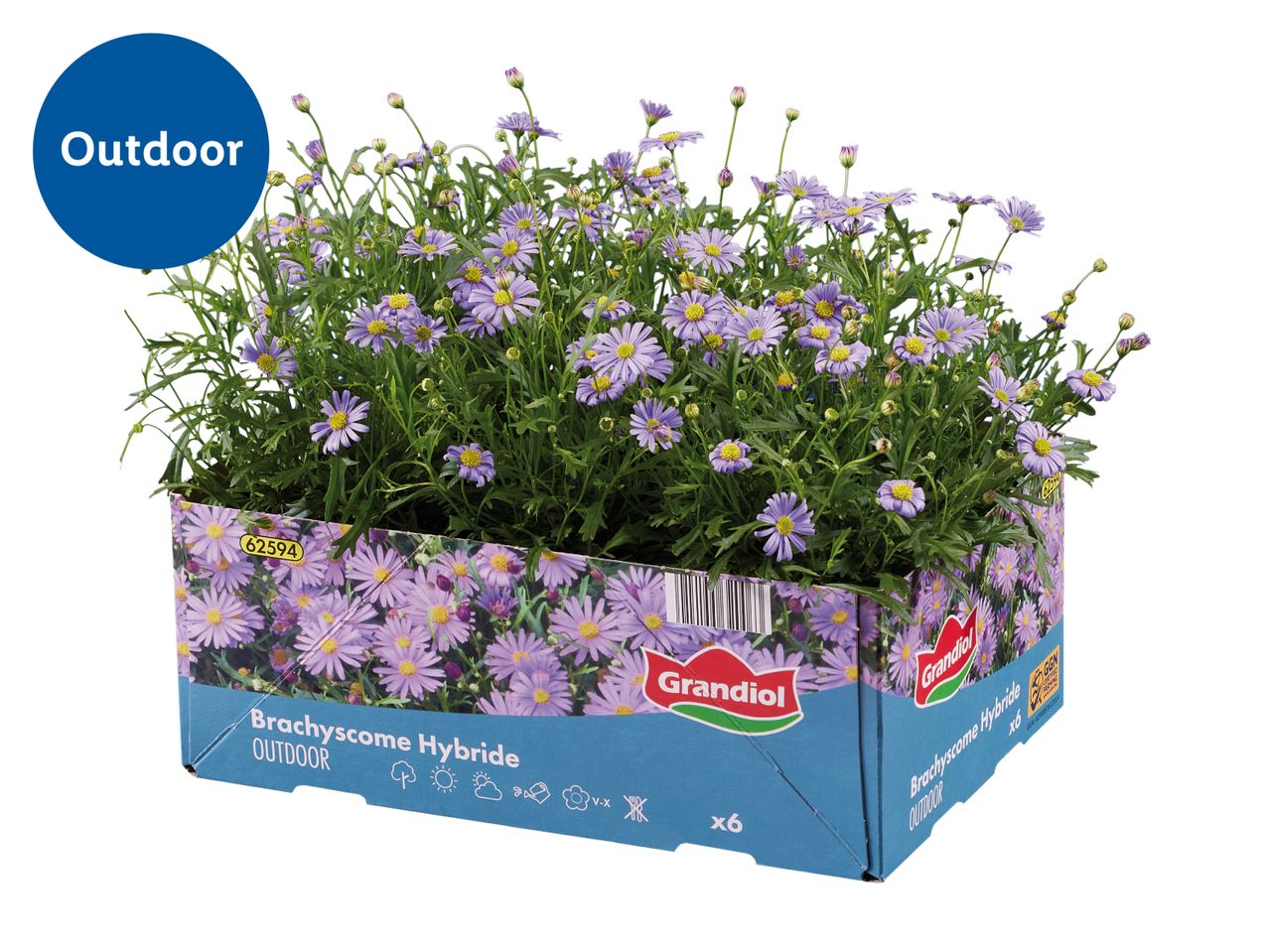 A tray of purple Brachyscome Hybride outdoor flowers, labeled with care instructions.