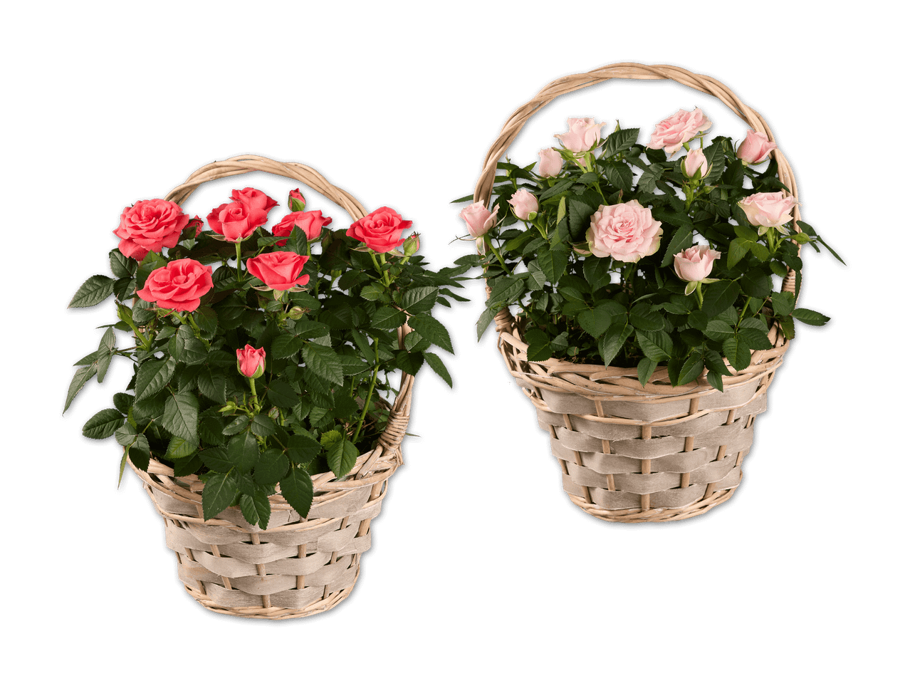 Zwei Körbe mit blühenden Rosen, einer mit roten und einer mit rosa Blüten.