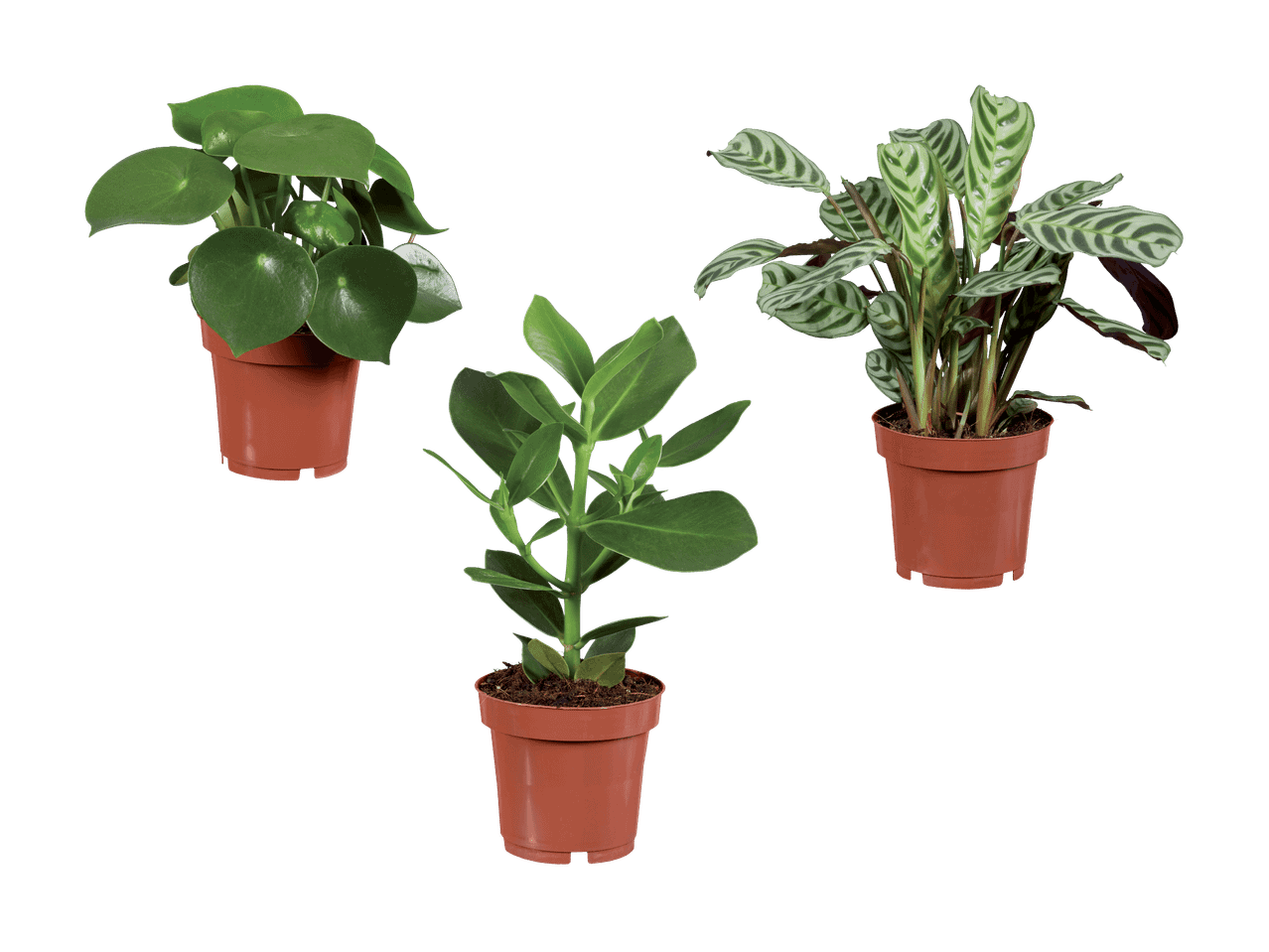 Trois plantes en pot différentes : un Peperomia, un Calathea et une autre plante verte.