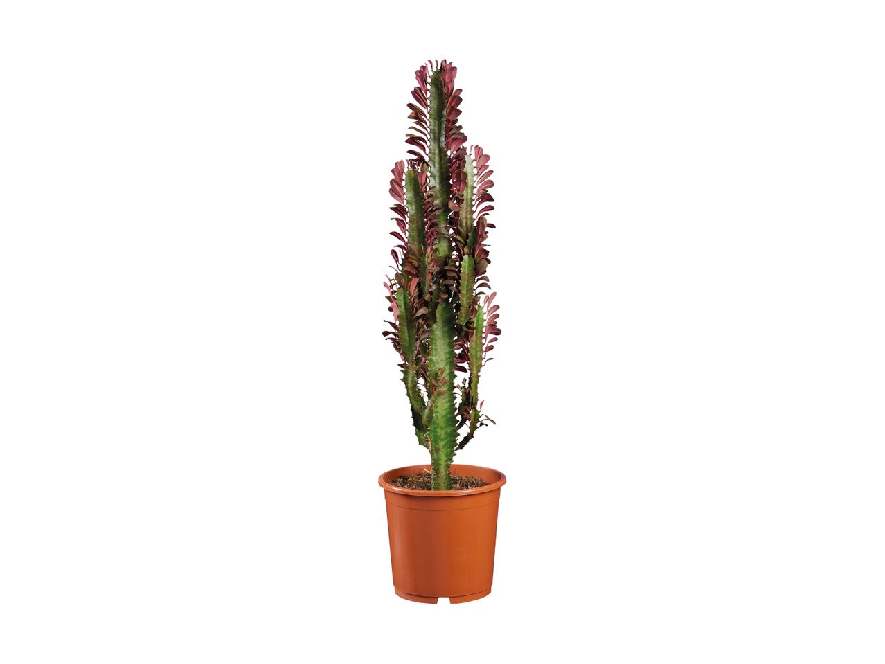 A tall, green and red cactus plant in a brown pot.