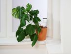 Egy fehér pettyes monstera növény barna cserépben egy ablakpárkányon.