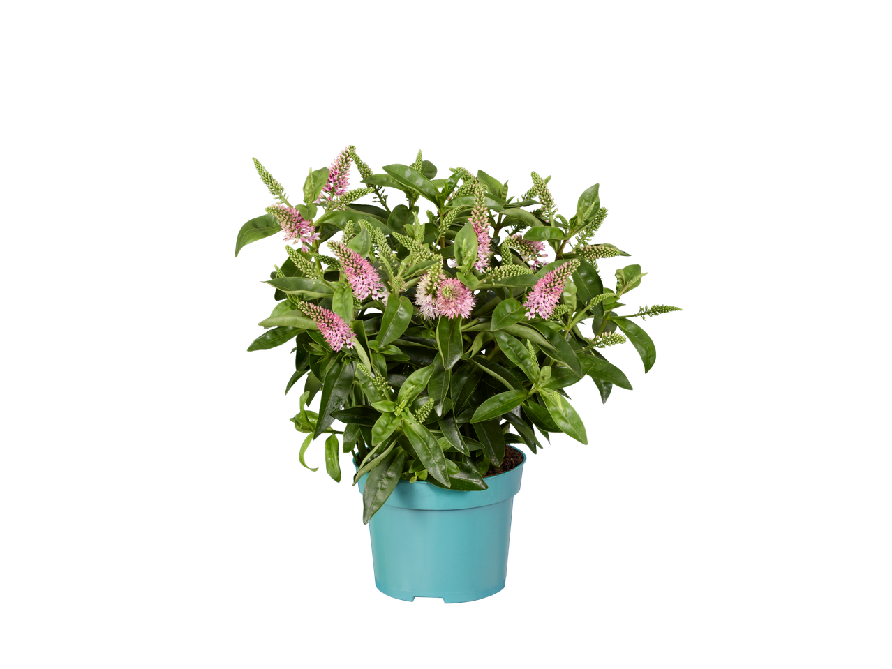A vibrant green plant with pink flowers in a blue pot.