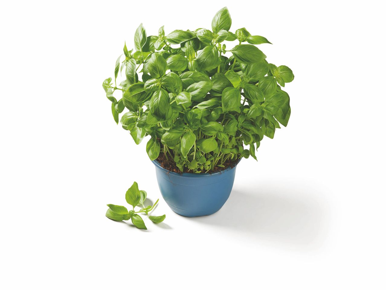 Basilic Bio