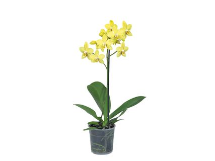 Pillangóorchidea*