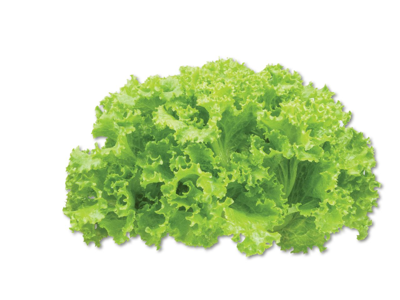 Roheline salat