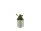 Sansevieria em vaso branco.