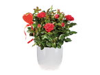 Potted red rose plant with a decorative red heart and ribbon, in a white pot.