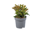 Plant in pot: evergreen shrubs.