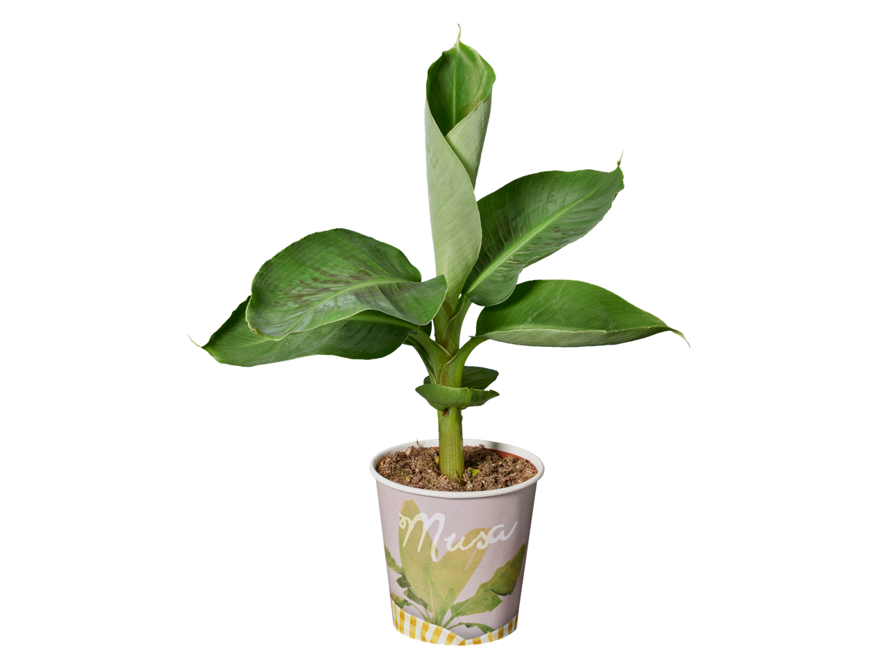 Musa plant in pot: een jonge bananenplant in een decoratieve pot.