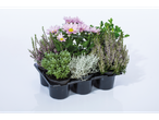 Assortiment gepotte planten: chrysanten, heide en ander groen.