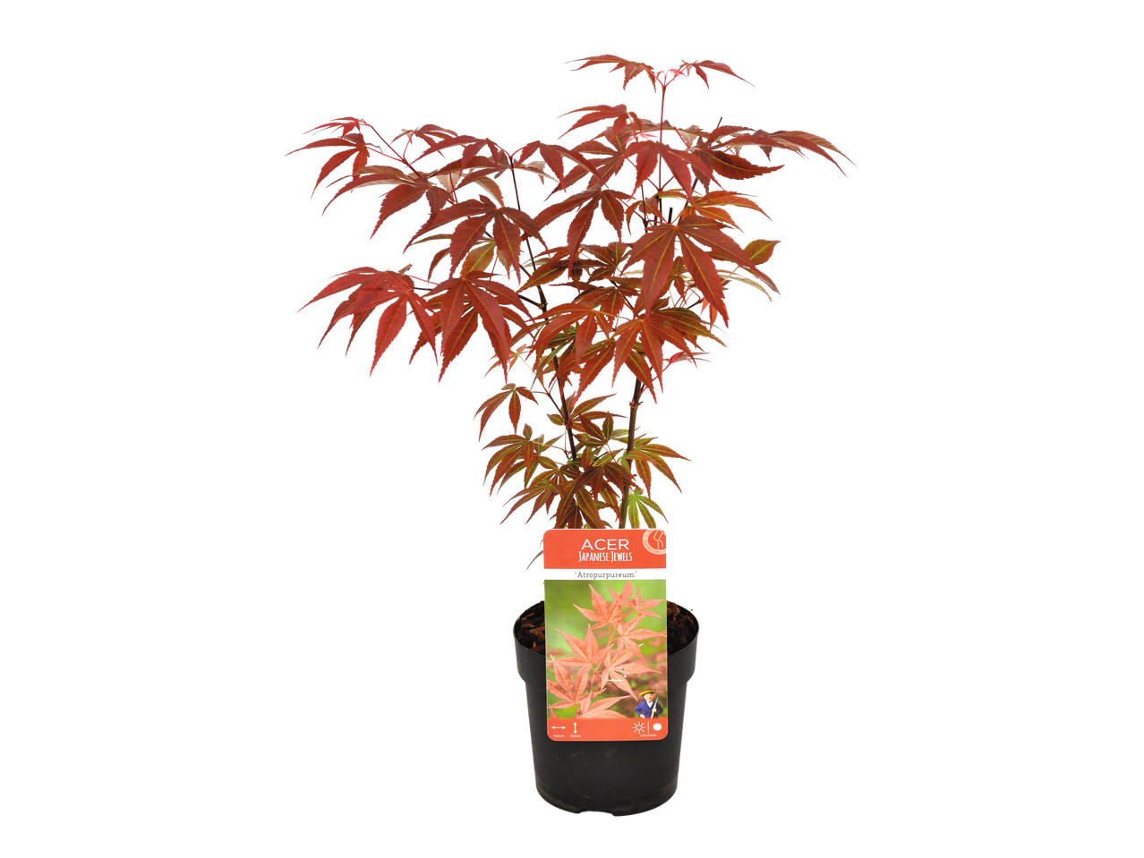 A young Acer Japanese Jewels 'Atropurpureum' Japanese Maple tree in a black pot.