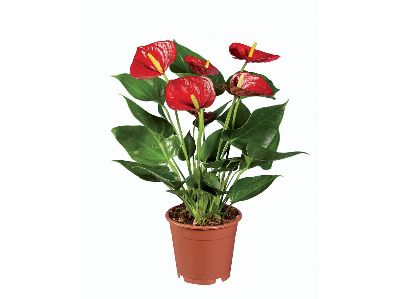 Pianta di Anthurium in vaso di terracotta, con fiori rossi e foglie verdi.