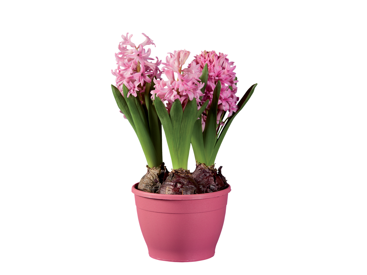 Ghiocei roz într-un ghiveci roz.