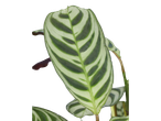 Folhas verdes e brancas listradas: planta Calathea.