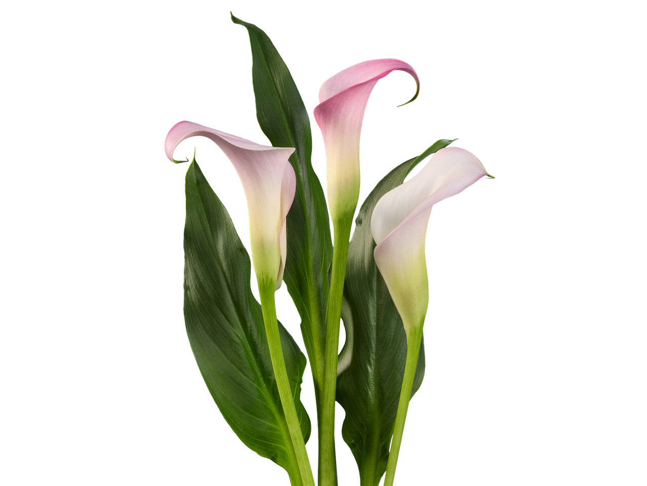 Quatro flores de cala rosa em fundo preto.