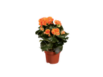 Un bégonia orange dans un pot brun.