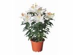 Lys blancs en pot.