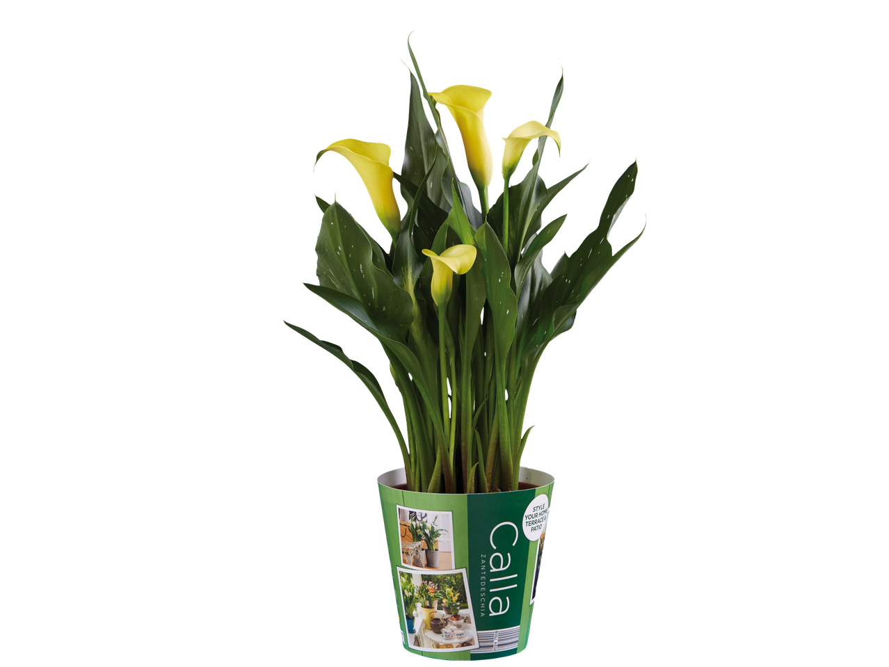 Plante de Calla jaune dans un pot décoratif.