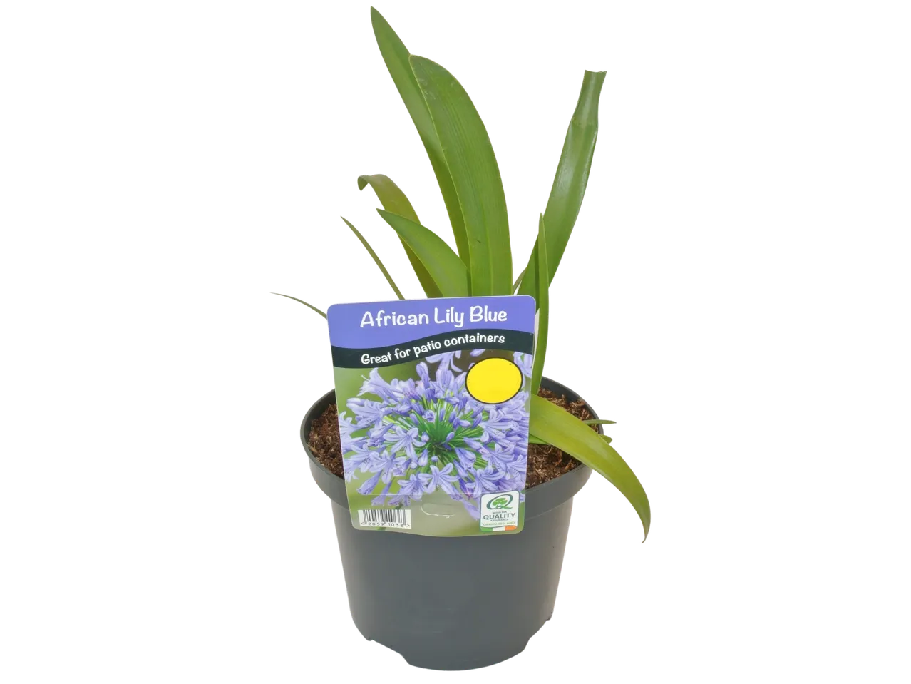 Potted African Lily Blue plant with a label stating 'Great for patio containers'.