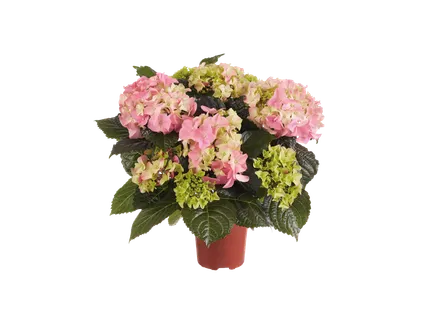 Hortensie midi