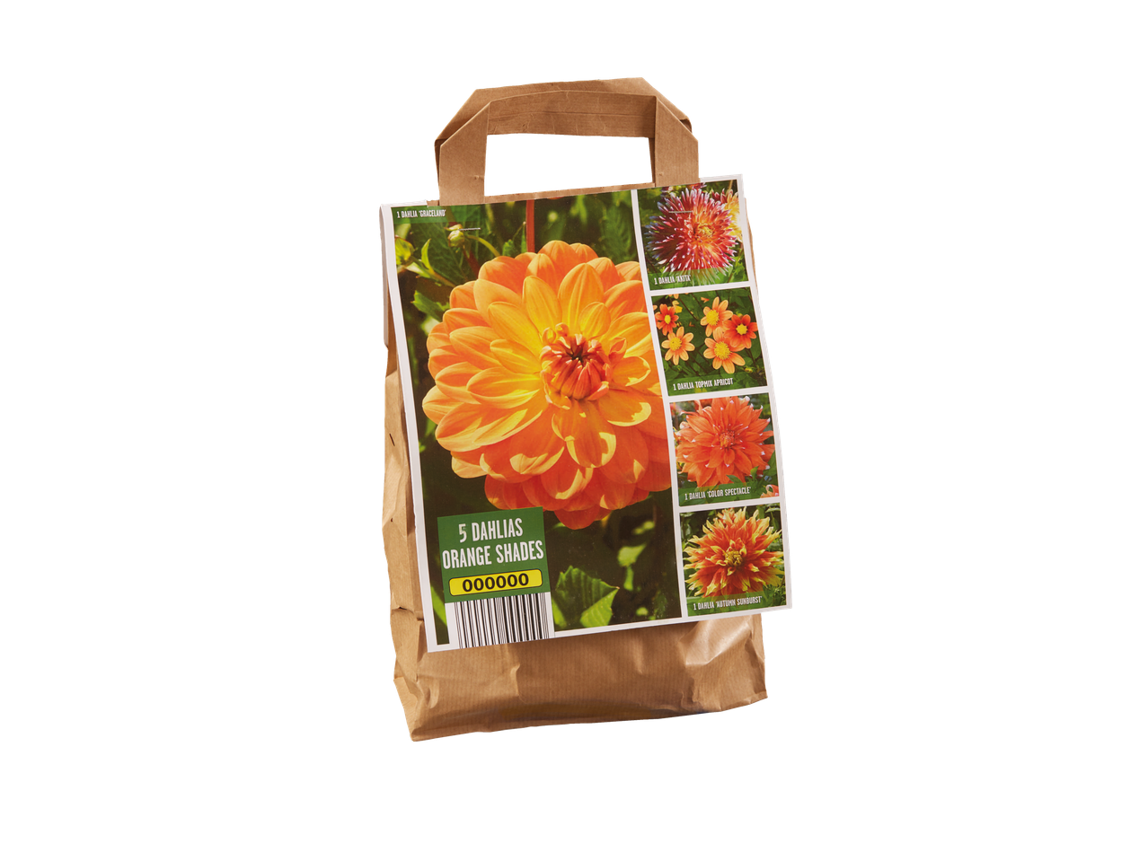 5 луковица далија у наранџастим нијансама.