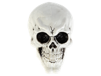 A white skull with black eye sockets and teeth, part of a Halloween decoration assortment.