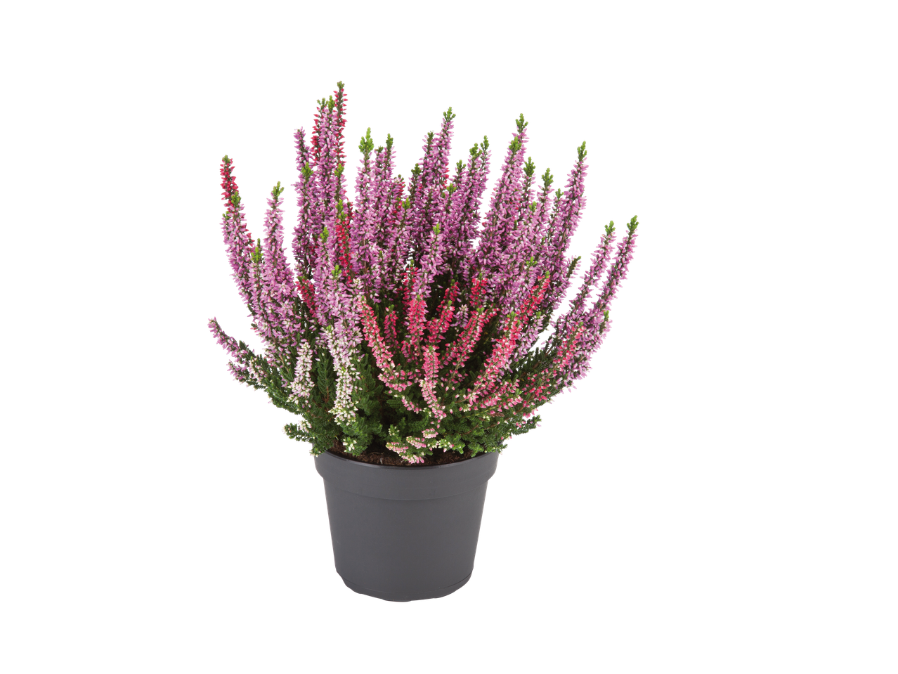 Heideplant in een grijze pot.