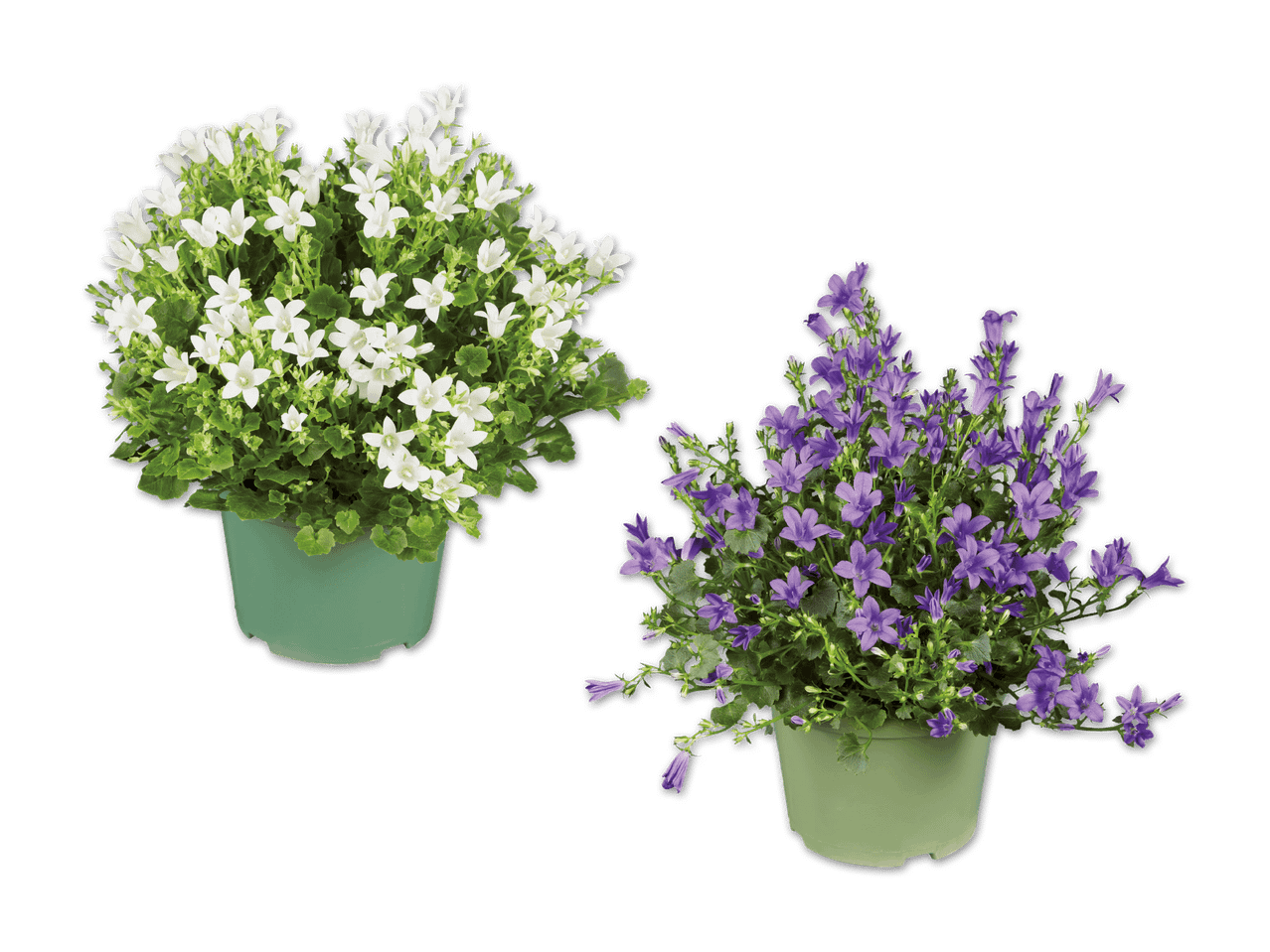 Zwei blühende Campanula-Pflanzen in grünen Töpfen, eine weiß, eine violett.