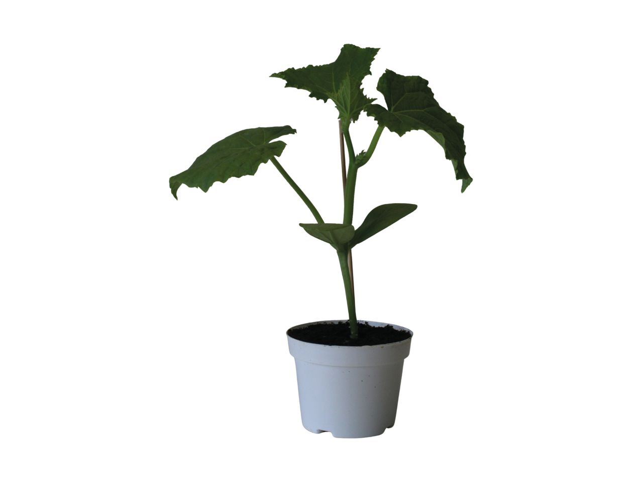 En ung plante med store, grønne blade i en hvid potte.