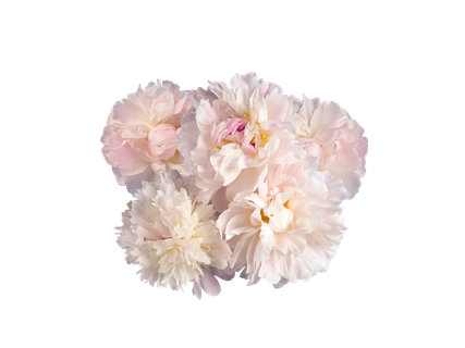Buchet bujori